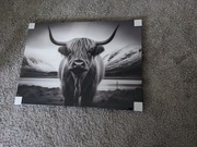 Obraz foto drukowany na ramie 75x55 highland szkockie bydło górskie