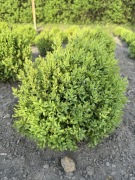 Bukszpan kule sadzonki