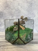 Leśna Oaza – Szklany Świat Natury