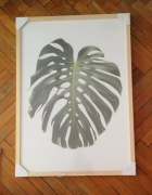 Plakat z monsterą 50x70 cm