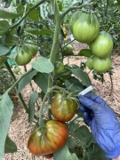 Pomidor Black Japanese Trifele nasiona kolekcjonerskie