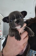 Szczenięta buldog francuski 