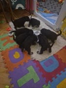 Pieski sznaucer miniaturowy 