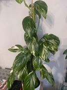 Monstera lechleriana variegata 