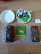 Zestaw do uprawy bambusa