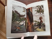 Przedwojenna niemiecka książka o ptakach ilustracje