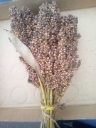 sorgo w klosach dla ptakow proso