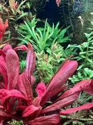 Samolus Parviflorus Red, sadzonka min. 4 listki ok. 10 cm, hodowla podwodna