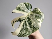 Monstera White Snow piękne wybarwienie ukorzeniona pędówka w hydroponice