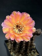 Echinopsis hybryd Tangerine