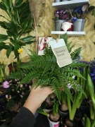 Paprotka domowa (Fern) - zdrowa roślina doniczkowa 