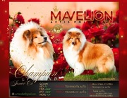 COLLIE Owczarek Szkocki długowłosy piesek z rodowodem