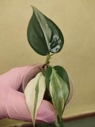 Filodendron Scandens Rio 