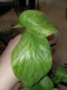 epipremnum snow leopard-cięty szczyt