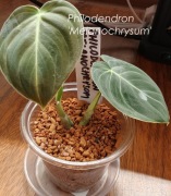 Philodendron 'Melanochrysum' 