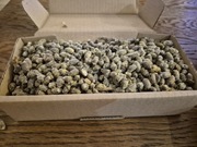 Murarka ogrodowa kokony - 300 sztuk