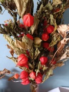 Miechunka suszona  naturalna  kwiaty 