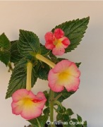 Achimenesy Christmas Cookie kłącze 