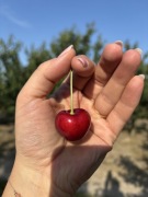 Sprzedam czereśnie z własnego sadu 