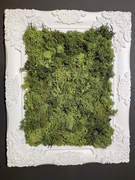 Żywy obraz - mech chrobotek