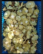 Gąska zielonka 1kg NIEDOSTĘPNA 