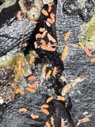 Pomarańczowe Yuukianura aphoruroides – 100 sztuk (skoczogonki do terrarium)