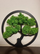 Żywe drzewko szczęścia,prezent na każdą okazję