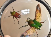Kolekcja chrząszczy, MTQEa_4,gablotka dwustronna.