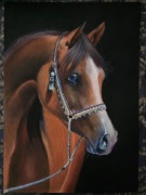 Portret konia. Pastele 50x70 cm