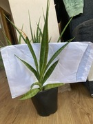 Sansewieria Sansevieria ,,parva”