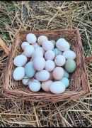 10 Szt. Jaja wiejskie swojskie jajka