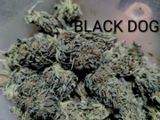 2025 10g BLACK DOG 12.23% Legalny naturalny susz CBD od producenta