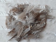 Pióra skrzydła słonki - drobne