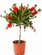 Kuflik cytrynowy  duże sadzonki