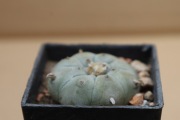 Kaktus Lophophora williamsii 