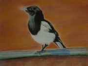 Sroka,rysunek suchymi pastelami