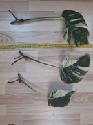 Monstera variegata cięty wezel