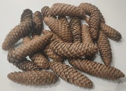 Szyszki świerkowe 30 sztuk za 25 zł