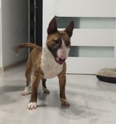 BULTERIER MINIATUROWY suczka  rodowód ZKwP FCI 