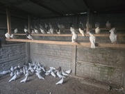 Gołębie Srebrniaki Lot