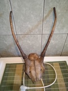 Poroże jelenia jeleń szpicak łosia parostki 