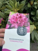 Rododendron Cosmopolitan duży
