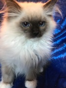 Kocięta Ragdoll z rodowodemFPL