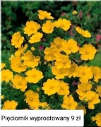 Pięciornik żółty bylina wieloletnia sadzonka 
