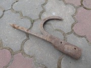 Stary bosak sygnowany