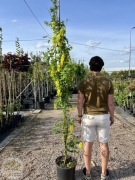 Złotokap / Laburnum Watereri 'Vossii' / Wys.240-260cm / Obw.6-8cm