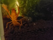 Rak raczek cambarellus