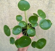 Pieniążek pieniążki pilea kwiat doniczkowy XL BDB