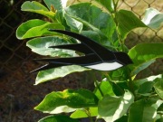 Jaskółka witrażowa zawieszka rękodzieło