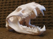 Weterynaria- naturalna czaszka borsuka (Nie czaszka lisa!)